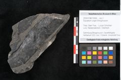 Foto (Objekt + Etikett) von Equisetum ungeri Ettingshausen (NHMW-GEO-2024-0188-10558)
